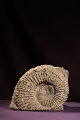une sculpture en pierre représentant un coquillage sur un fond violet