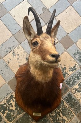 une tête de cerf accrochée au mur, sur un sol carrelé