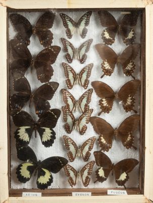 de nombreux types de papillons exposés dans un cadre en bois