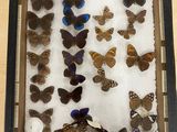 a shadow box with a lot of butterflies in it