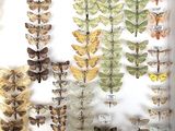 many different types of moths displayed in a display case