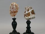 two pieces of shell on a black stand against a gray background
