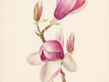 une peinture représentant une fleur rose et blanche sur une branche