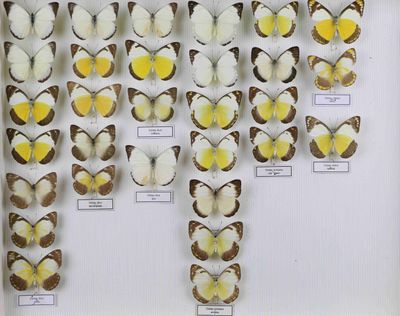 de nombreux types de papillons exposés dans un cadre blanc
