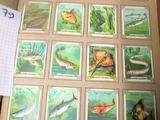 une photo d'un livre sur lequel figurent des illustrations de poissons