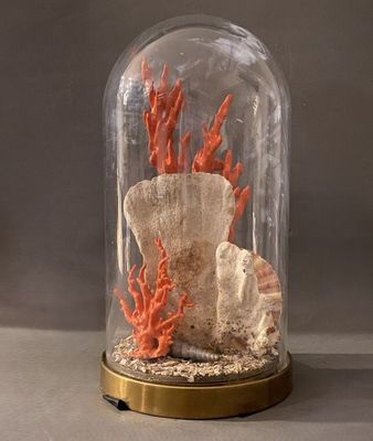 une cloche en verre contenant des coraux et des coquillages