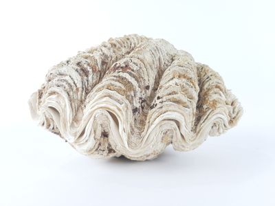 an image of a seashell on a white background