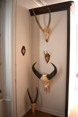 two antelope heads mounted on the wall in the corner of a room