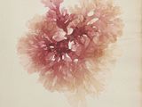 an old photo of a flower on a piece of paper