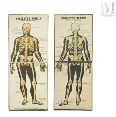 two posters of a skeleton and a human body