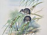 two birds sitting on top of a grass covered field next to tall grass