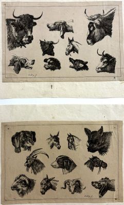 deux images d'animaux qui se trouvent sur la même page