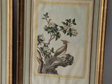 two framed paintings of birds and flowers on a white wall