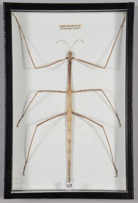 une composition d'insectes dans un cadre noir sur fond blanc
