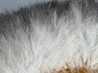 Plumes, Europe, vers 1890-1900 (photo 5)