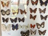 many different types of butterflies displayed in a glass case