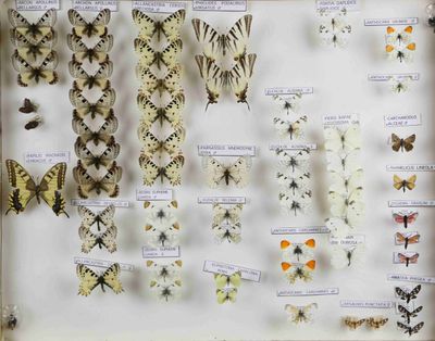 de nombreux types de papillons exposés dans une vitrine