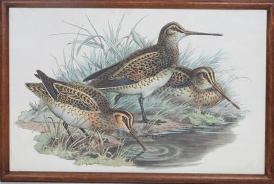 trois oiseaux qui se tiennent dans l'herbe au bord de l'eau