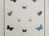 an old book with a bunch of butterflies on it