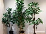 three potted plants in a corner of a room next to a door