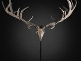 a deer skull with antlers on a black background
