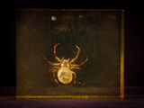 a close up of a spider in a glass box on a table
