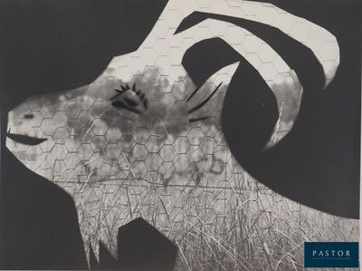 a black and white photo of a goat behind a barbed wire fence