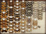 many different types of butterflies displayed in a wooden frame