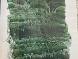 une photo d'une plante verte posée sur une table