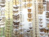 many different types of moths displayed on the wall