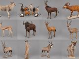 de nombreux types d'animaux différents représentés ensemble