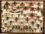 a picture of a display of insects in a wooden frame