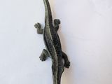 a small lizard that is sitting on a white surface