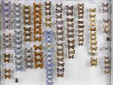 many different types of butterflies on display in a glass case