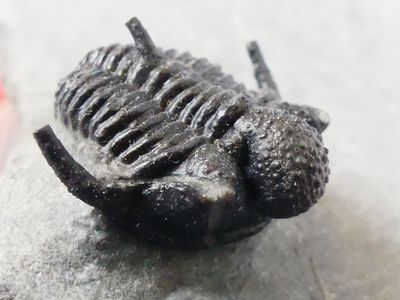 Fossiles de collection. Trilobite aux longues épines finemen…