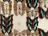 a lot of butterflies that are on display in a box