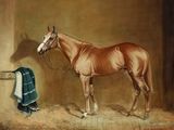 tableau représentant un cheval brun debout dans une écurie, recouvert d'une couverture bleue