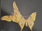 une photo d'un papillon de nuit exposée dans une vitrine
