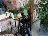 une plante posée sur une table dans un coin de la pièce