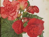 an open book with a picture of a red flower on it