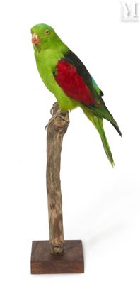a green and red bird perched on a branch