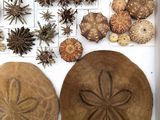 many different types of sea urns in a box