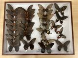 a lot of butterflies that are on display in a glass case