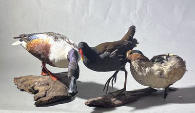 trois oiseaux perchés sur un morceau de bois