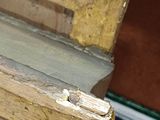 a bird that is sitting on the ledge of a building