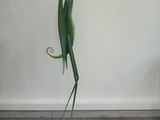 a statue of a bird with a flower on it ' s head