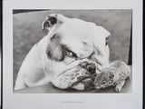 framed black and white photograph of a bulldog chewing on a mouse