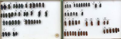 a lot of bugs that are in a display case