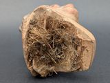 a close up of a piece of root on a table