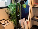 une pièce où se trouvent de nombreux objets et une plante